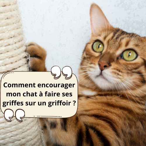 Comment encourager mon chat à faire ses griffes sur un griffoir ? - Happy minet