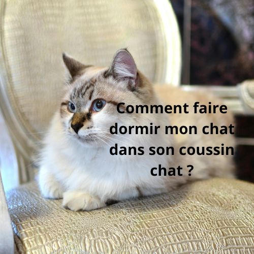 Comment faire dormir mon chat dans son coussin chat ? - Happy minet