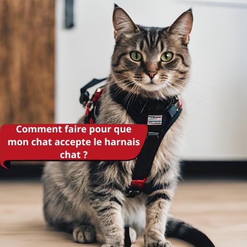 Comment faire pour que mon chat accepte le harnais chat ? - Happy minet