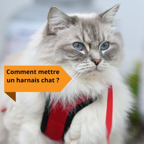 comment mettre un harnais chat ? - Happy minet