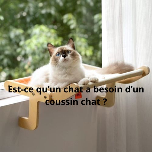 Est-ce qu'un chat a besoin d'un coussin chat ? - Happy minet