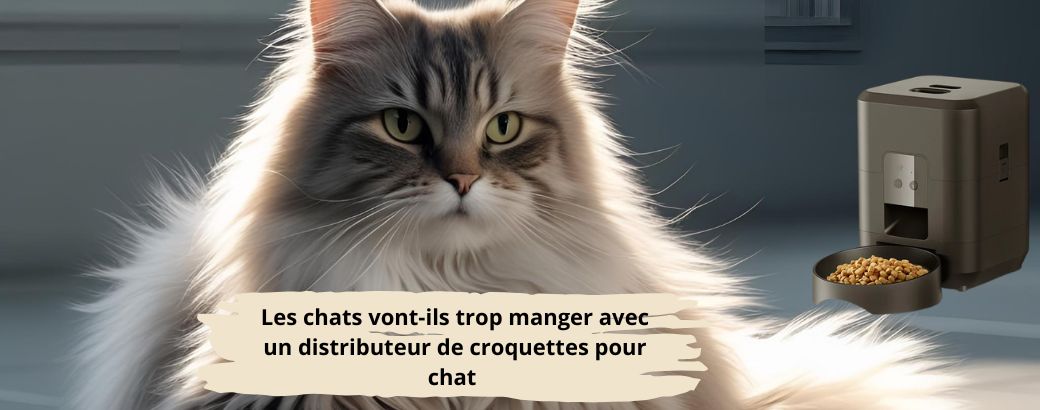 Les chats vont-ils trop manger avec un distributeur de croquettes pour chat 