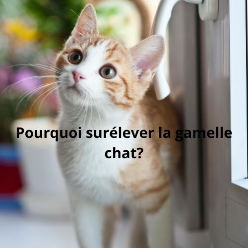 Pourquoi surélever la gamelle chat ? - Happy minet