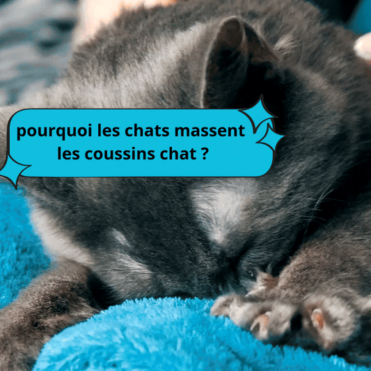 pourquoi-les-chats-massent-les-coussins-chat?