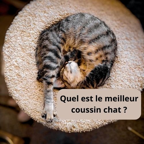 Quel est le meilleur coussin chat ? - Happy minet