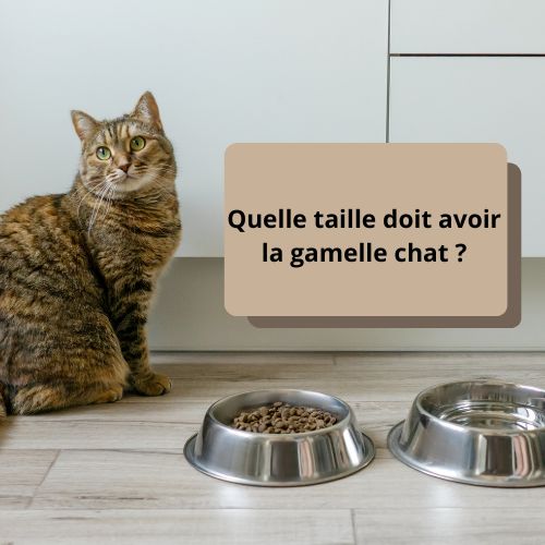 Quelle taille doit avoir la gamelle chat ? - Happy minet