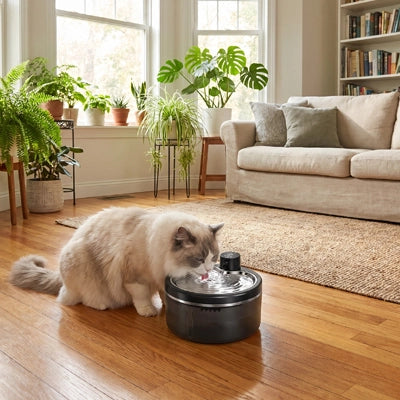 fontaine eau chat sans fil moderne