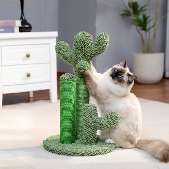 Arbre à chat cactus vert