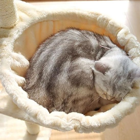 arbre a chat hamac confortable