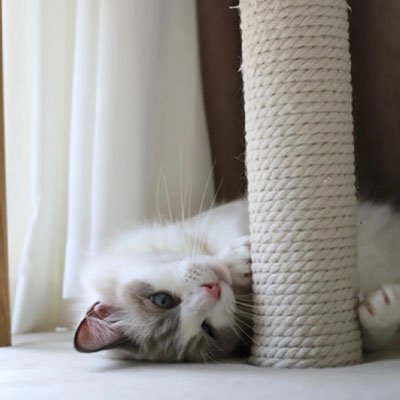 corde arbre a chat design