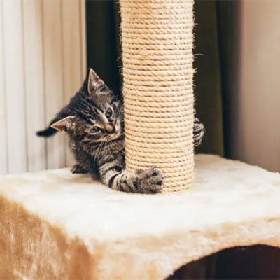 corde arbre à chat idéale