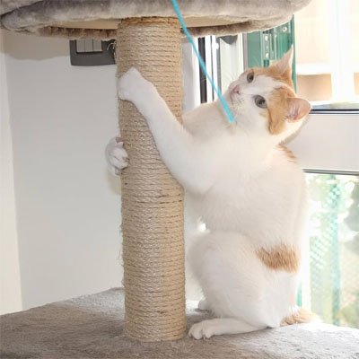 corde arbre a chat résistante