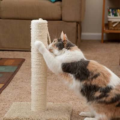 corde arbre à chat robuste