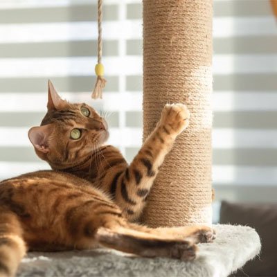 corde pour arbre à chat rénovation