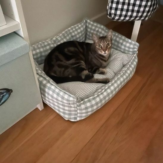 coussin chat vichy - Happy minet