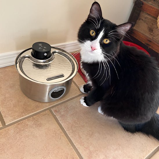 fontaine a eau chat | CORDLESS FONTAINE - Happy minet
