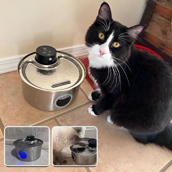 fontaine-a-eau-chat-design-inox