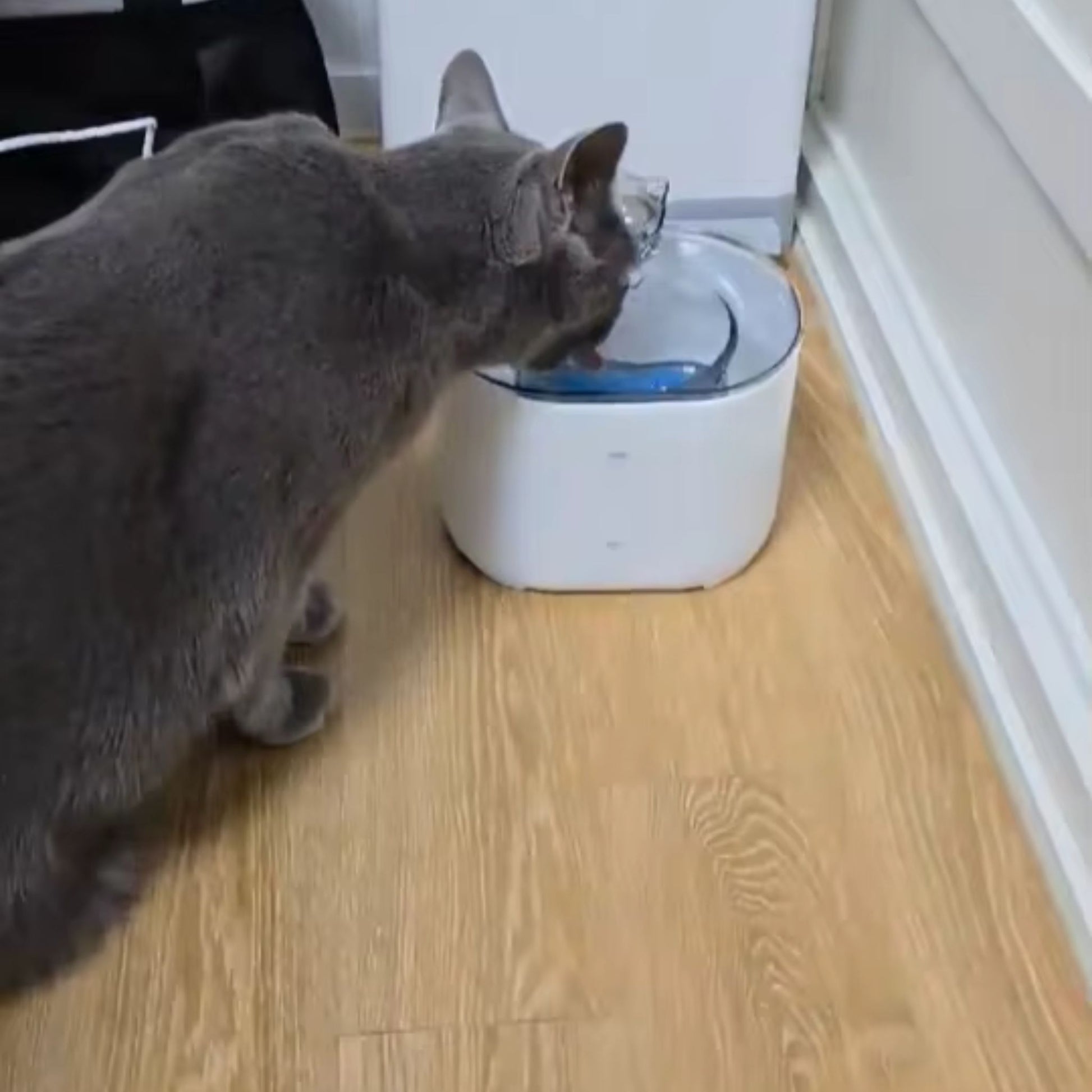 fontaine-à-eau-chat-hydratation-blanche