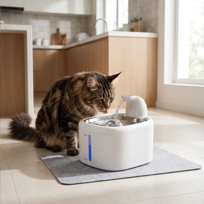 fontaine a eau chat sans fil idéale