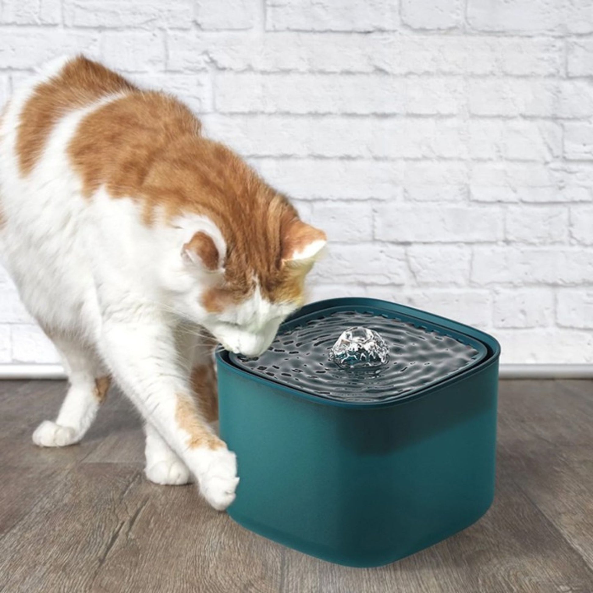 fontaine-à-eau-chat-verte-moderne