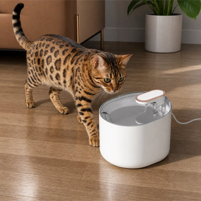 fontaine a eau pour chat 