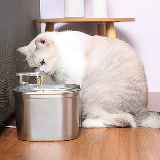 fontaine-eau-chat-inoxydable