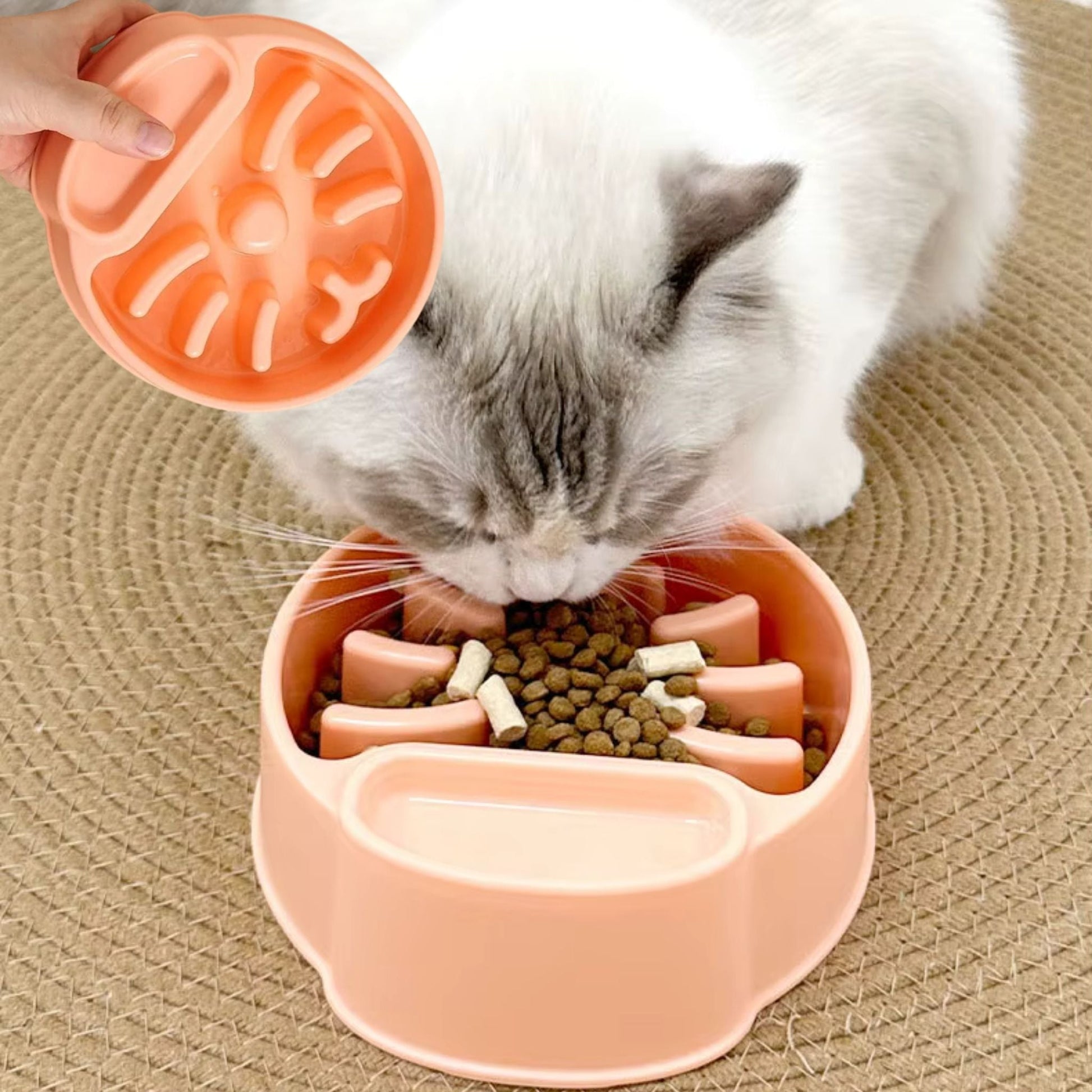 gamelle-anti-glouton-chaton-abricot