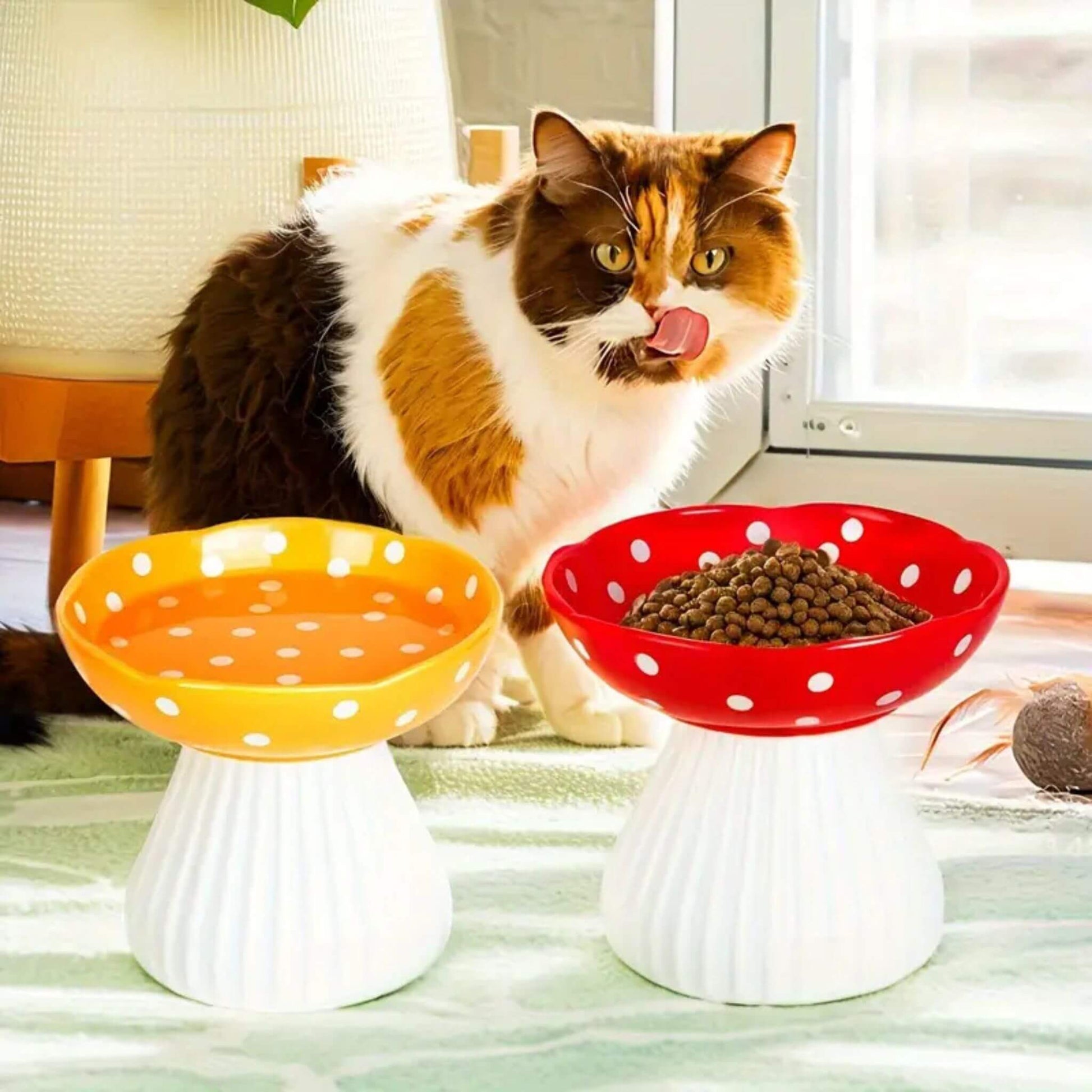gamelle-chat-surélevée-aliments-variés