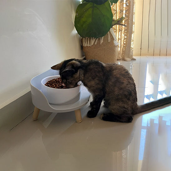 gamelle surélevée chat | CHAREGAL