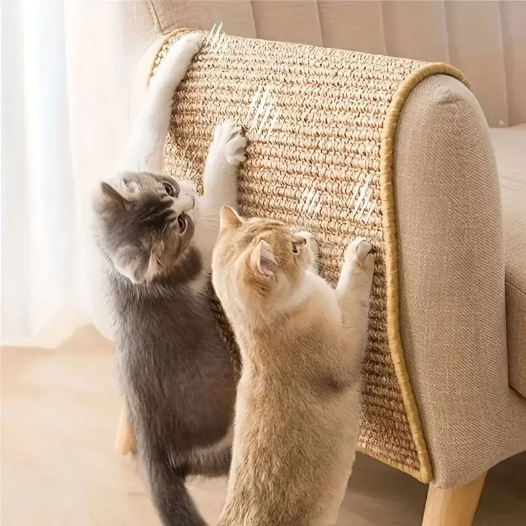 griffoir-chat-canapé
