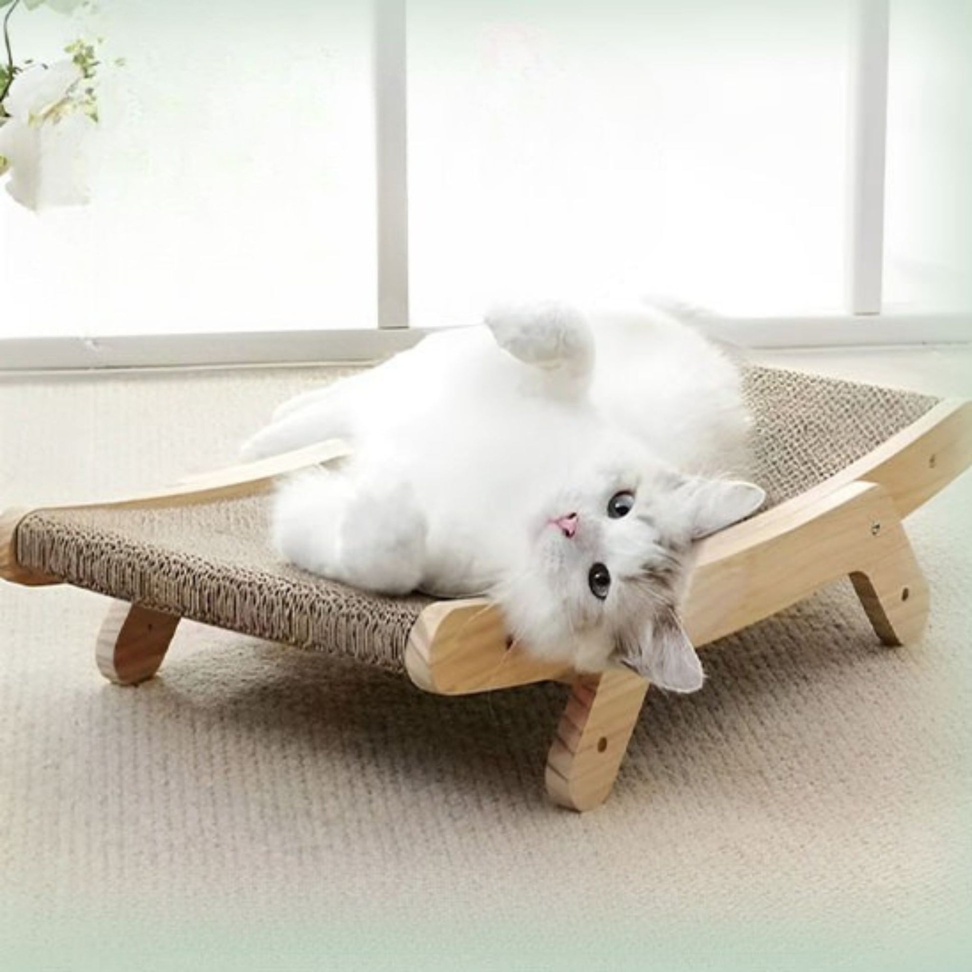 griffoir-chat-carton-couche