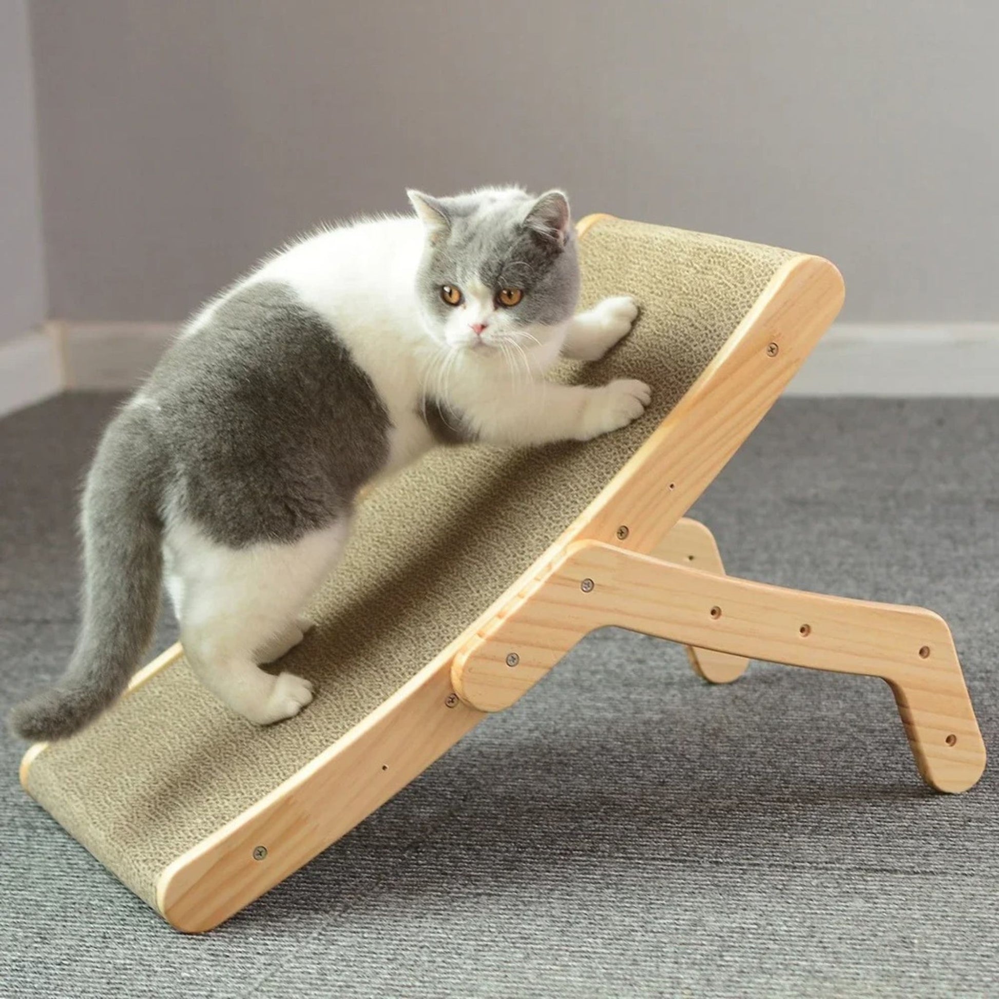griffoir-chat-carton-incliné