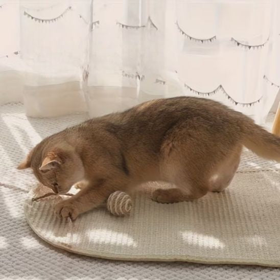 griffoir mural chat sol