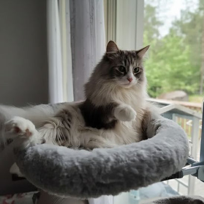 hamac-chat-fenetre-perchoir