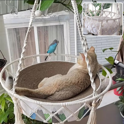 hamac-chat-observation