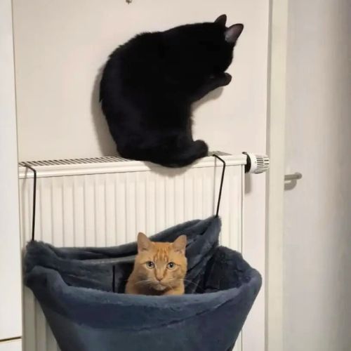 hamac chat pour radiateur luxueux - Happy minet