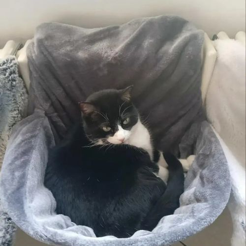 hamac chat pour radiateur luxueux - Happy minet