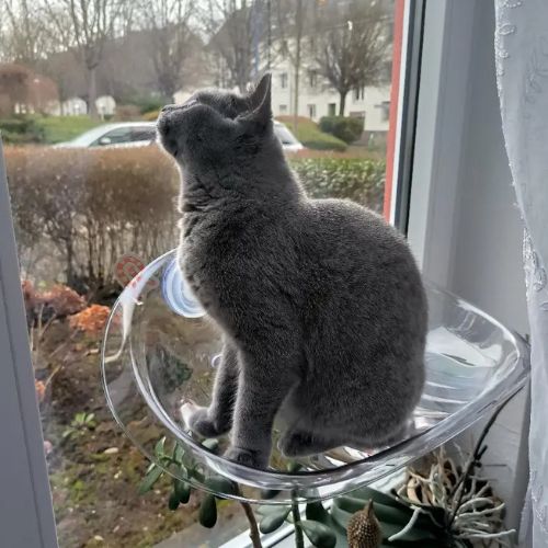 hamac pour chat fenetre transparent - Happy minet