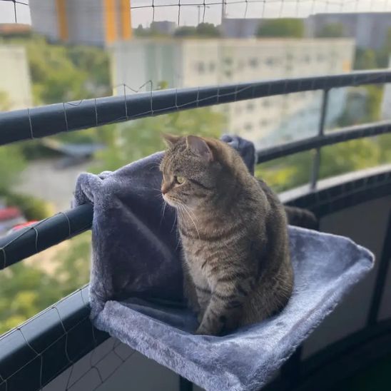 hamac-pour-chat-radiateur-hauteur