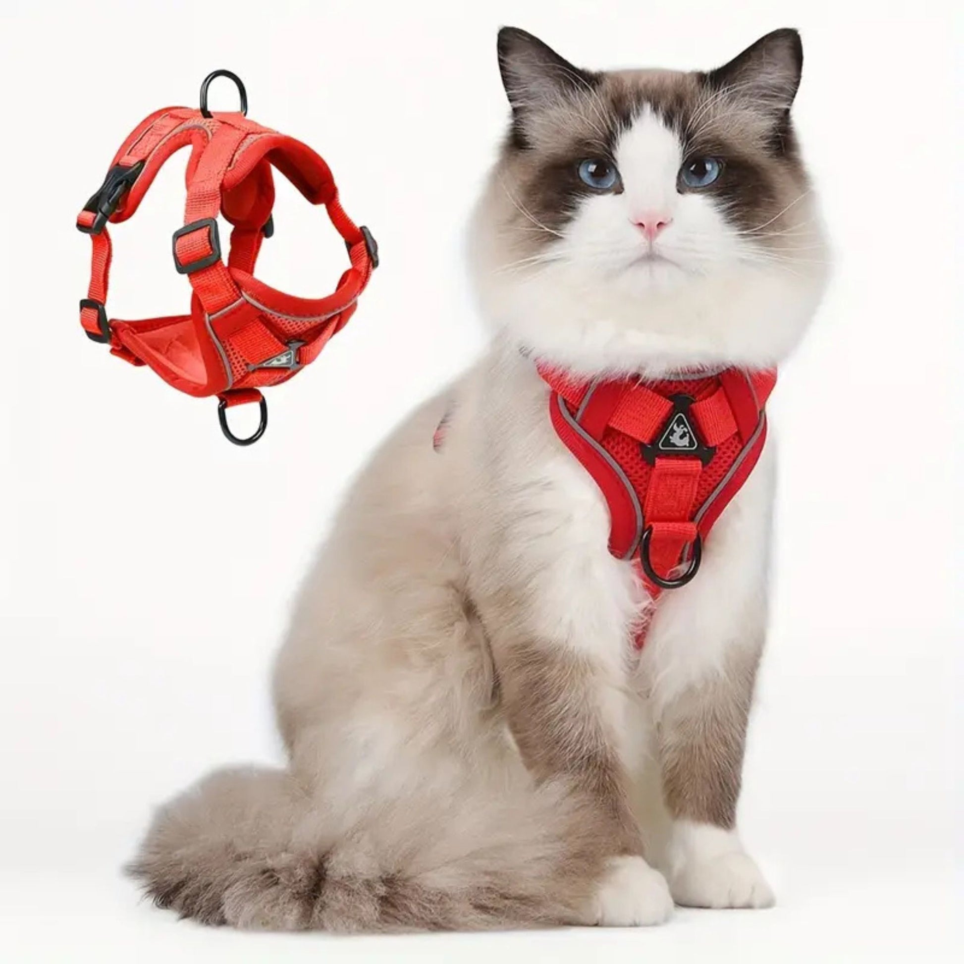 harnais-chat-anti-fugue-élégant