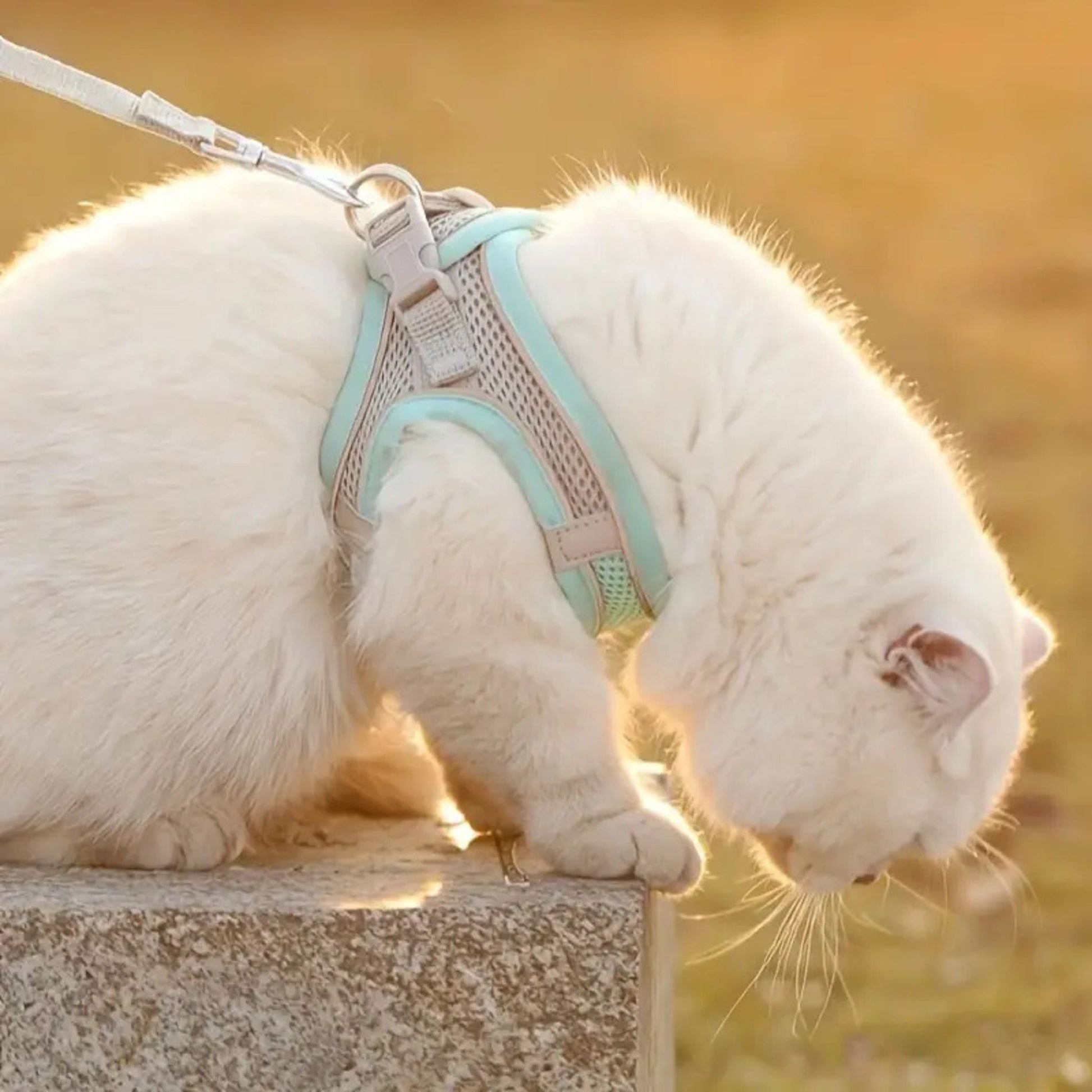 harnais-chat-anti-fugue-explorer