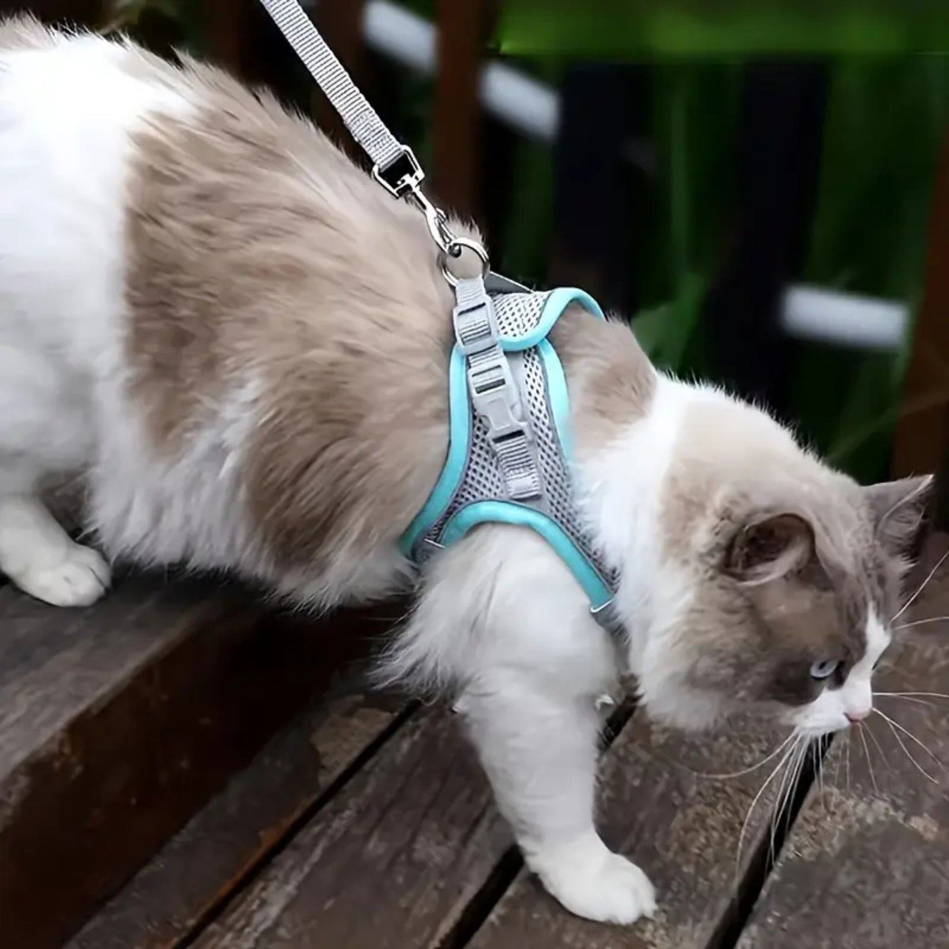 harnais-chat-anti-fugue-explorer-harness