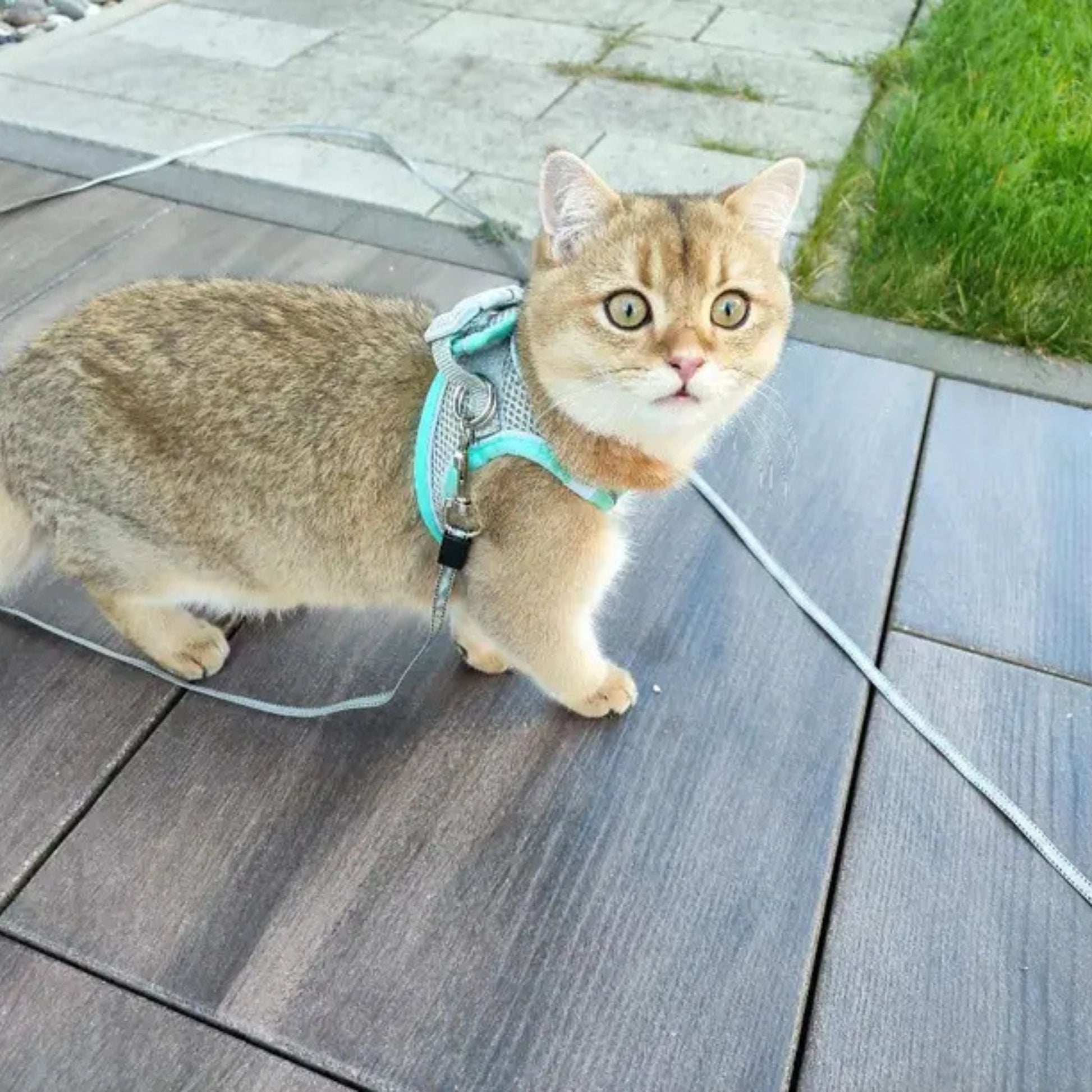 harnais-chat-anti-fugue-gris-bleu