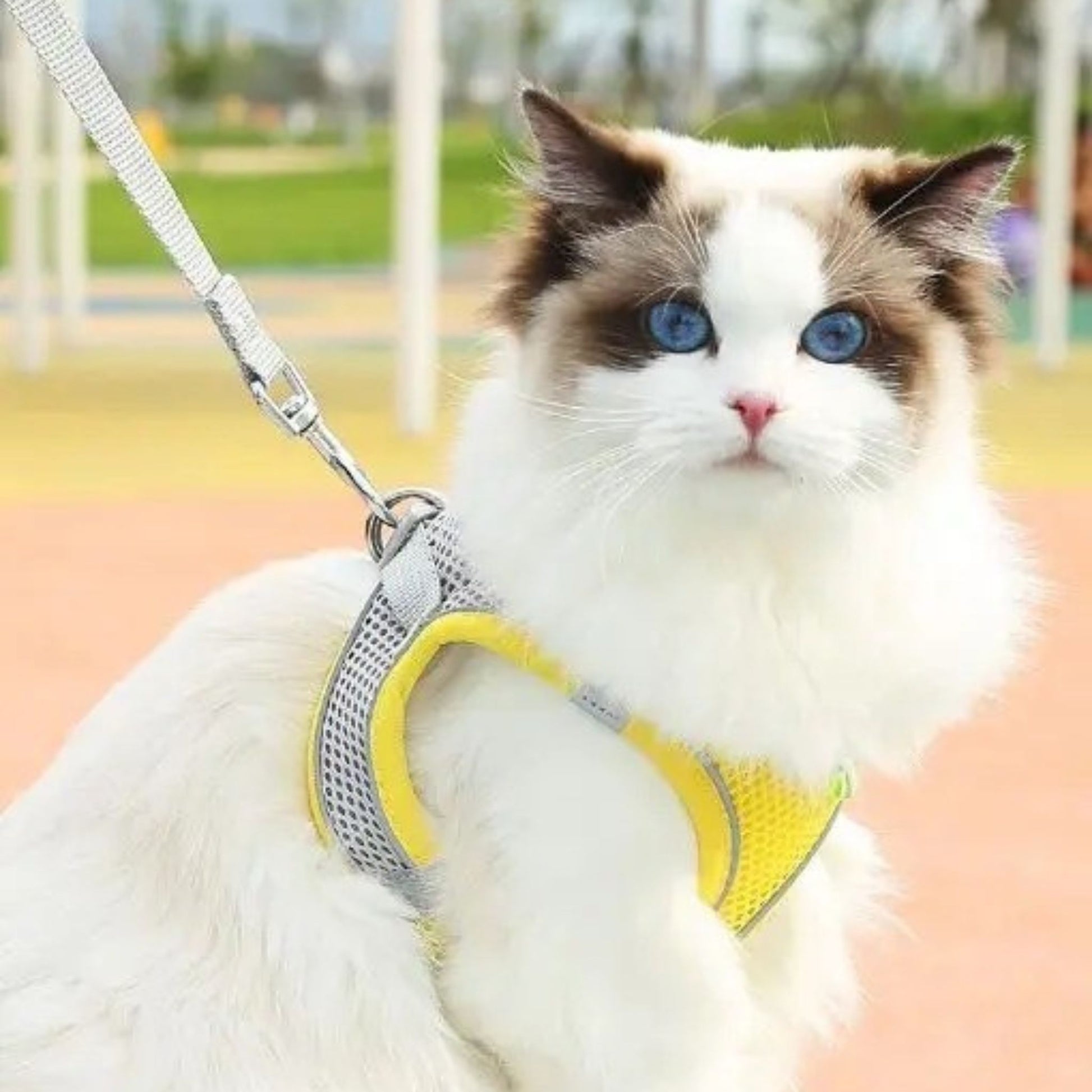harnais-chat-anti-fugue-jaune