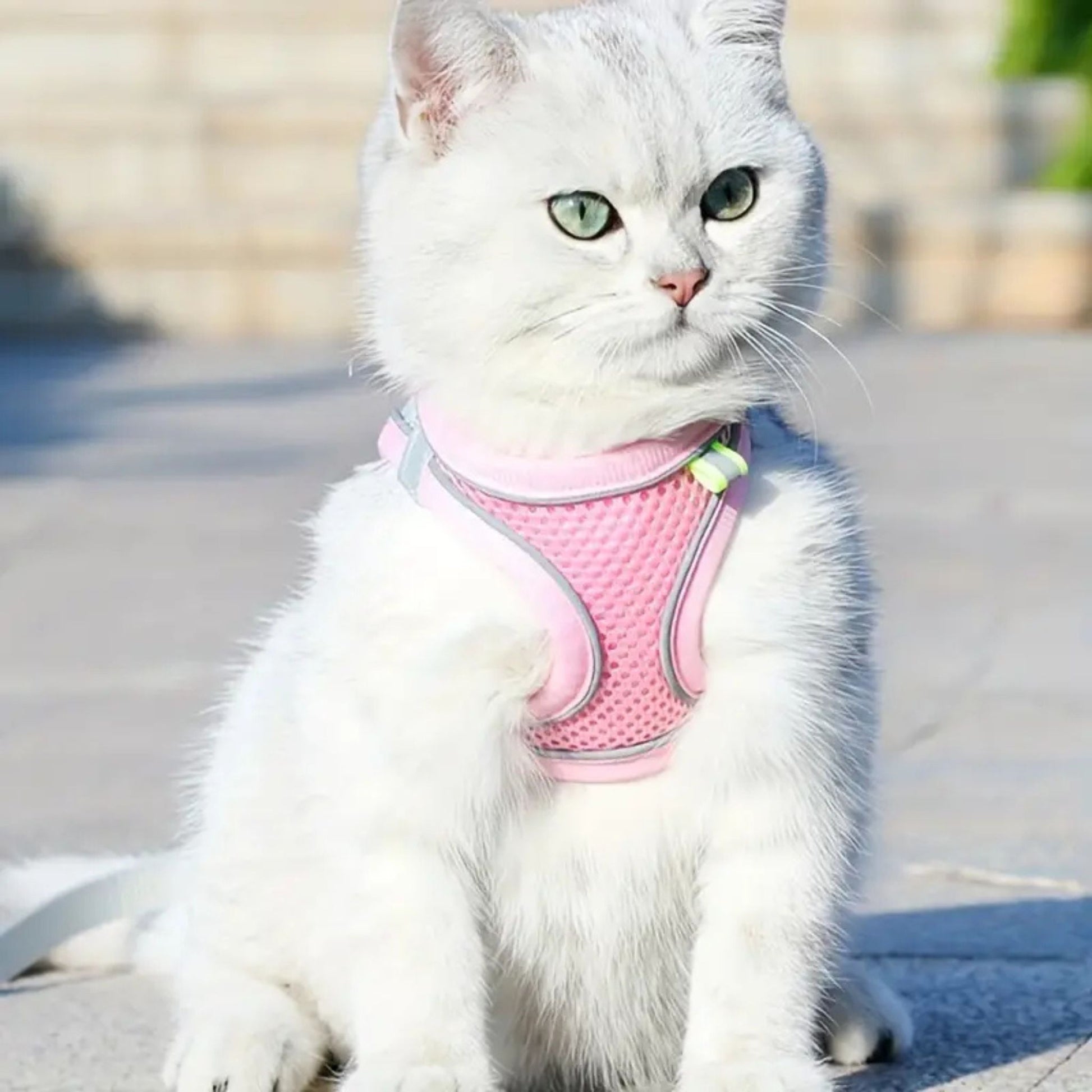 harnais-chat-anti-fugue-rose-explorer