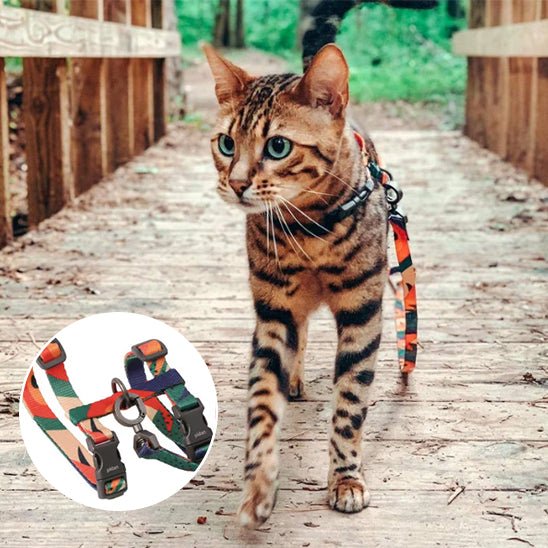 harnais chat multicolore - Happy minet