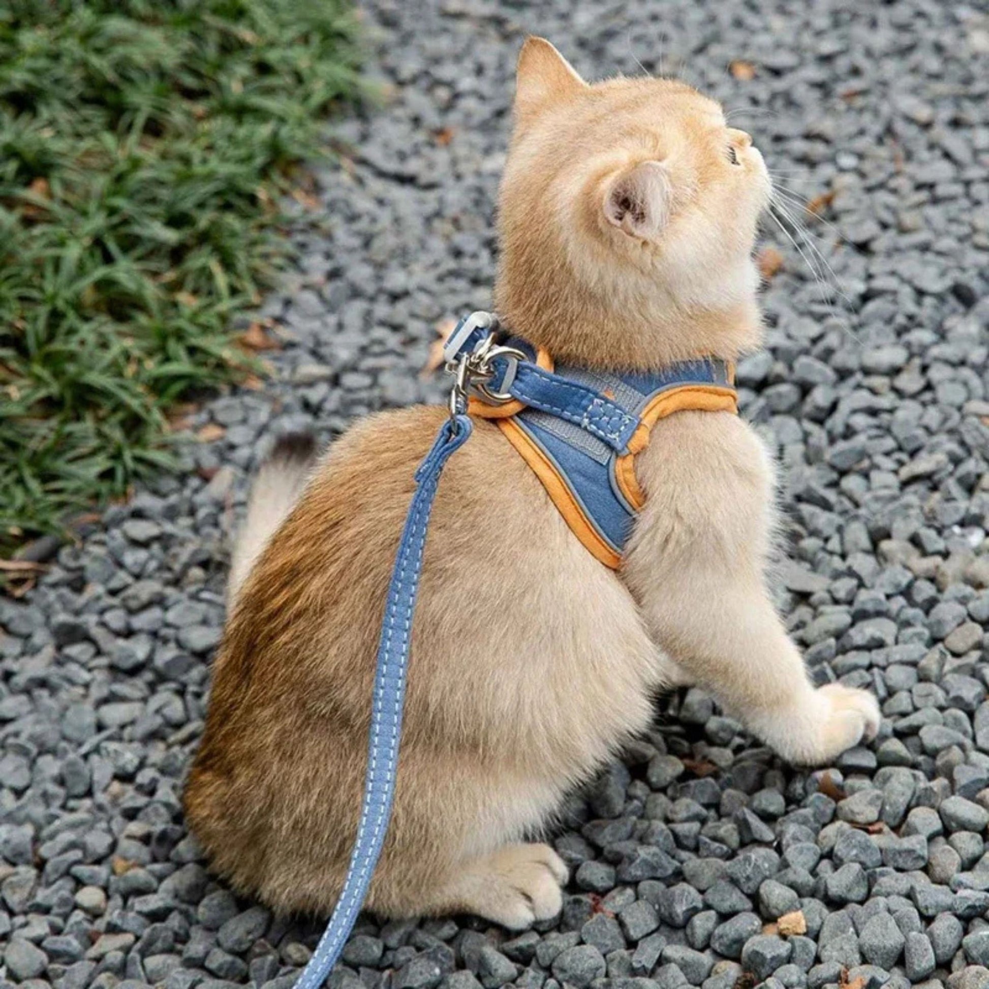 harnais-chat-orange-bleu-derrière