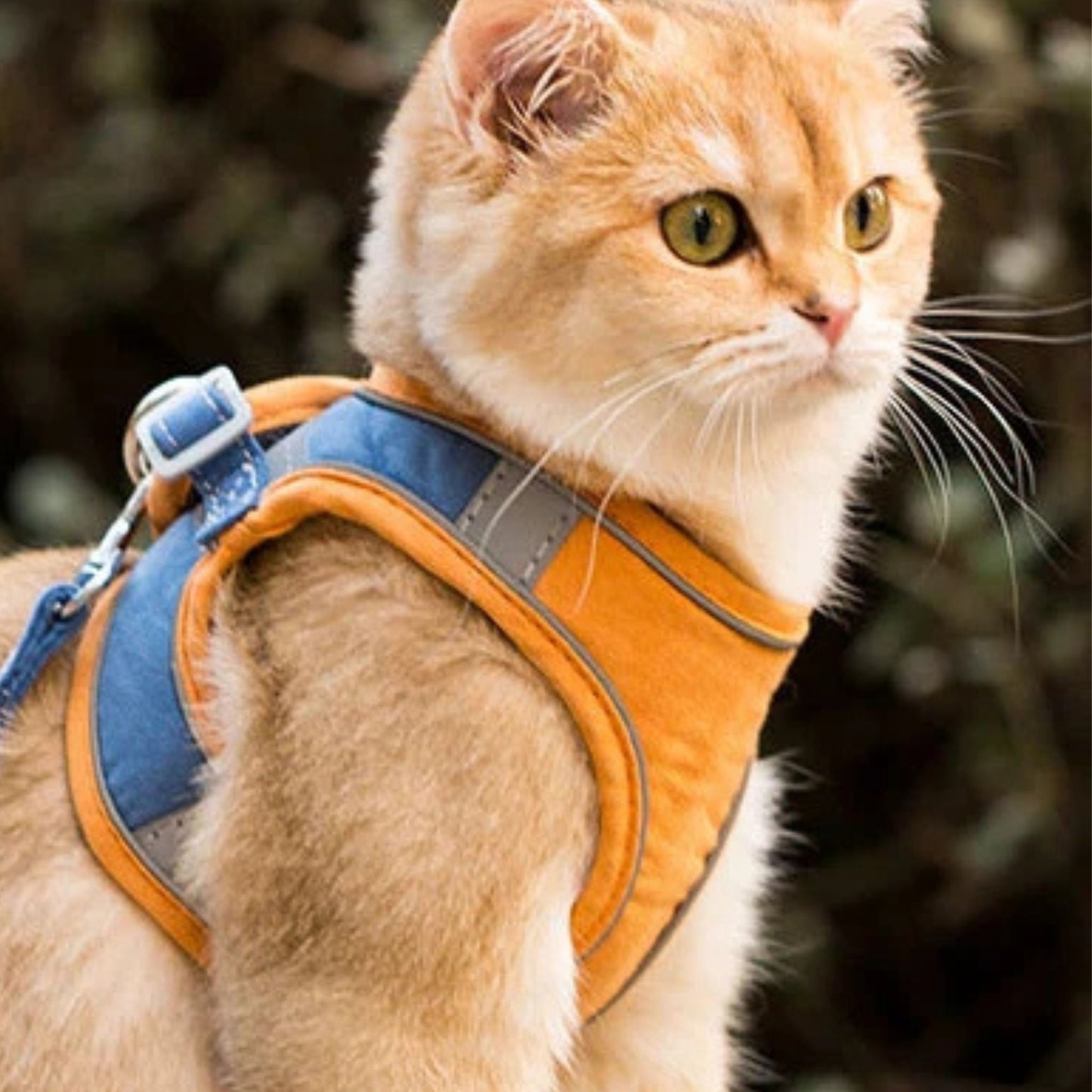 harnais-chat-orange-bleu-devant