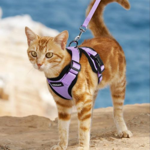 harnais chat | RENFORCÉ - Happy minet