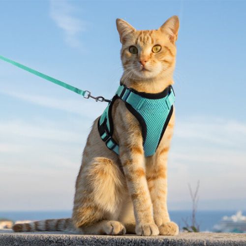 harnais chat | RENFORCÉ - Happy minet